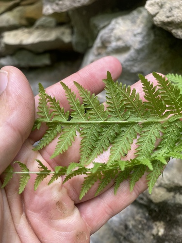 Image of Woodsia caucasica by (c) Илья Руденко, some rights reserved (CC BY)