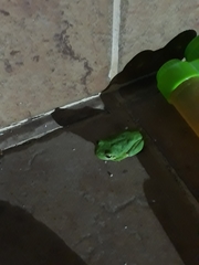 Hyla sarda