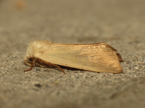 Fen Wainscot, photo 3 of 7