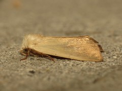 Arenostola phragmitidis