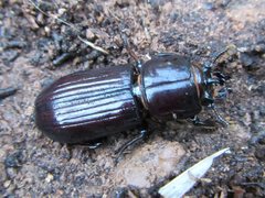 Aulacocyclus