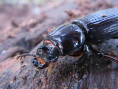 Aulacocyclus