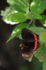 Biblis