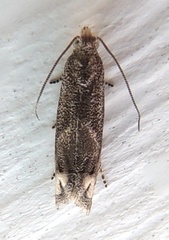 Epiblema minutana