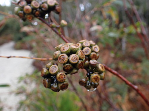 Eucalyptus nitida, photograph 6