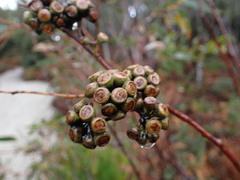 Eucalyptus nitida, photograph (c) ttsquid, some rights reserved (CC BY)