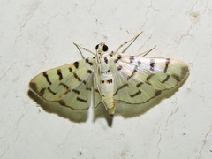 Dichocrocis sabatalis