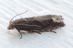 Epiblema minutana