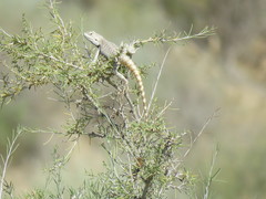 Trapelus sanguinolentus