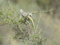 Trapelus sanguinolentus
