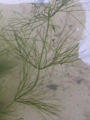 Ceratophyllum