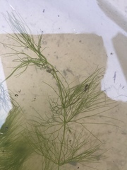 Ceratophyllum