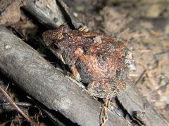 Crinia parinsignifera