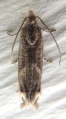 Epiblema minutana
