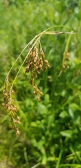Scirpus pendulus