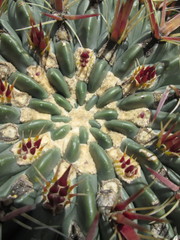 Ferocactus latispinus