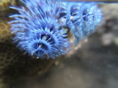 Spirobranchus corniculatus