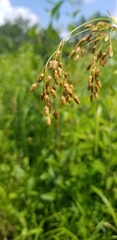 Scirpus pendulus