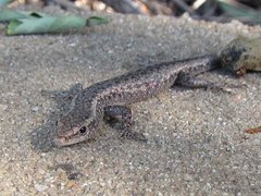 Cryptoblepharus metallicus