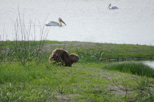 American Beaver photographed in Iowa