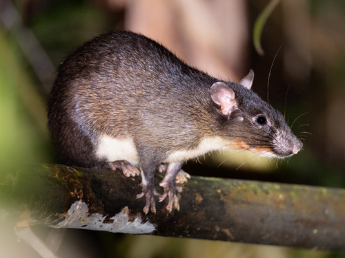 Mentawai Long-tailed Giant Rat (Leopoldamys siporanus) — Vulnerable Mammalia