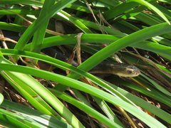 Oxyuranus scutellatus