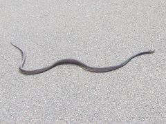 Oxyuranus scutellatus