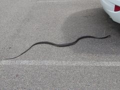 Oxyuranus scutellatus