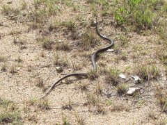 Oxyuranus scutellatus