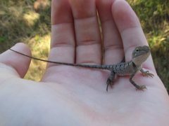 Diporiphora australis