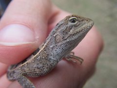 Diporiphora australis