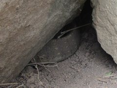 Varanus panoptes panoptes