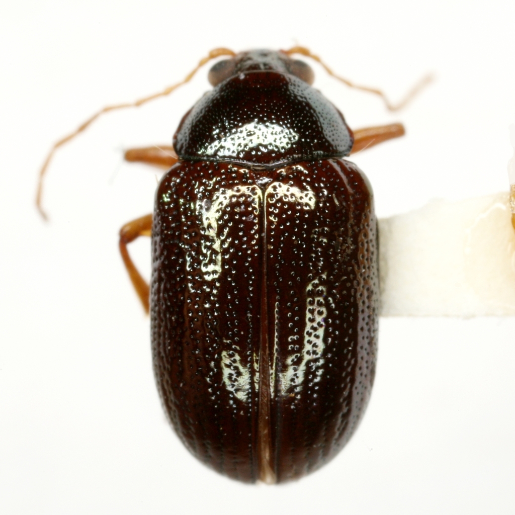 Rhabdopterus bottimeri