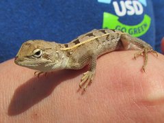 Diporiphora australis