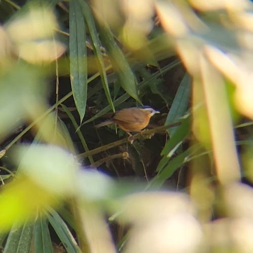 Javan Black-capped Babbler (Pellorneum capistratum), photo 10