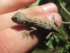 Diporiphora australis