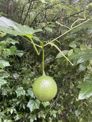 Momordica cochinchinensis iNat (2)