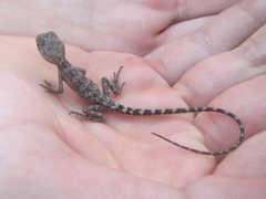 Diporiphora australis