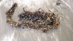 Sargassum scabridum