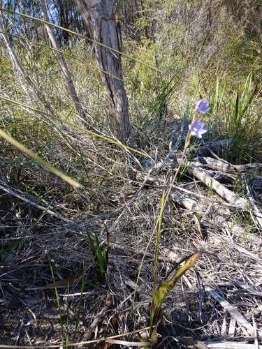 Image of Thelymitra cornicina by (c) naturewatchwidow, some rights reserved (CC BY)