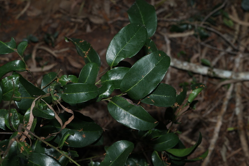 Image of Huberantha nitidissima by (c) Greg Tasney, some rights reserved (CC BY-SA)
