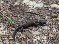 Heloderma horridum