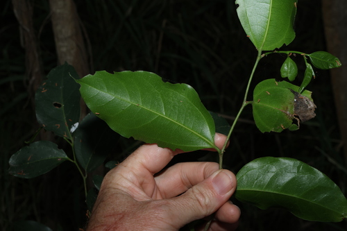 Image of Celtis paniculata by (c) Greg Tasney, some rights reserved (CC BY-SA)