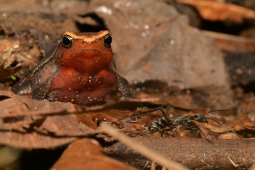 Borneo Grainy Frog, Kalophrynus heterochirus
