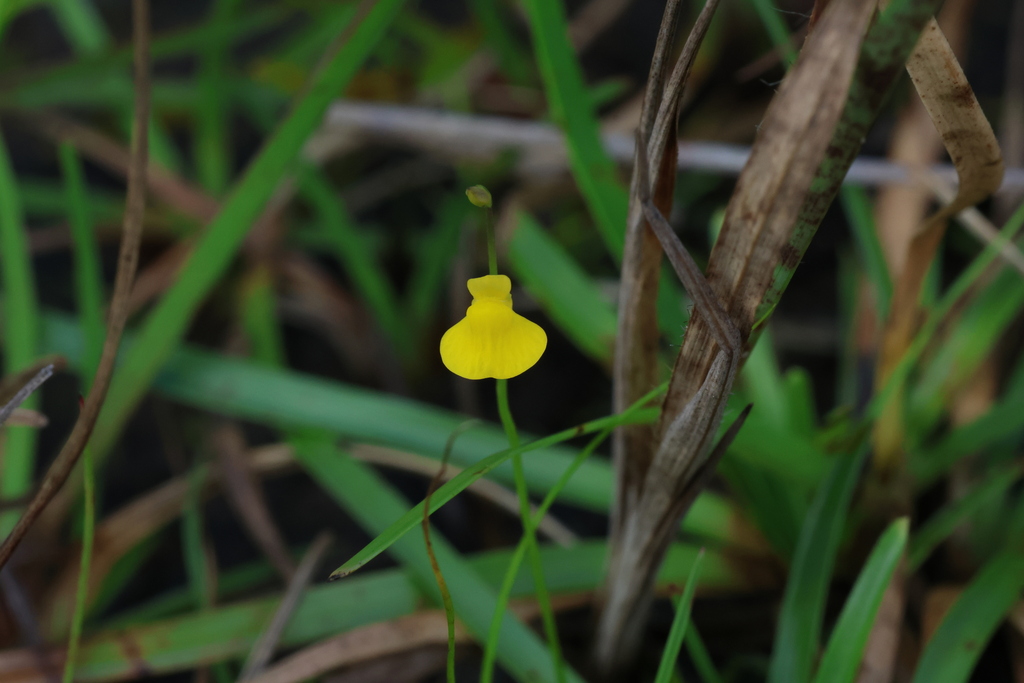 Utricularia jackii J.Parn.