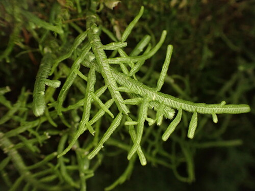 Sorapillaceae