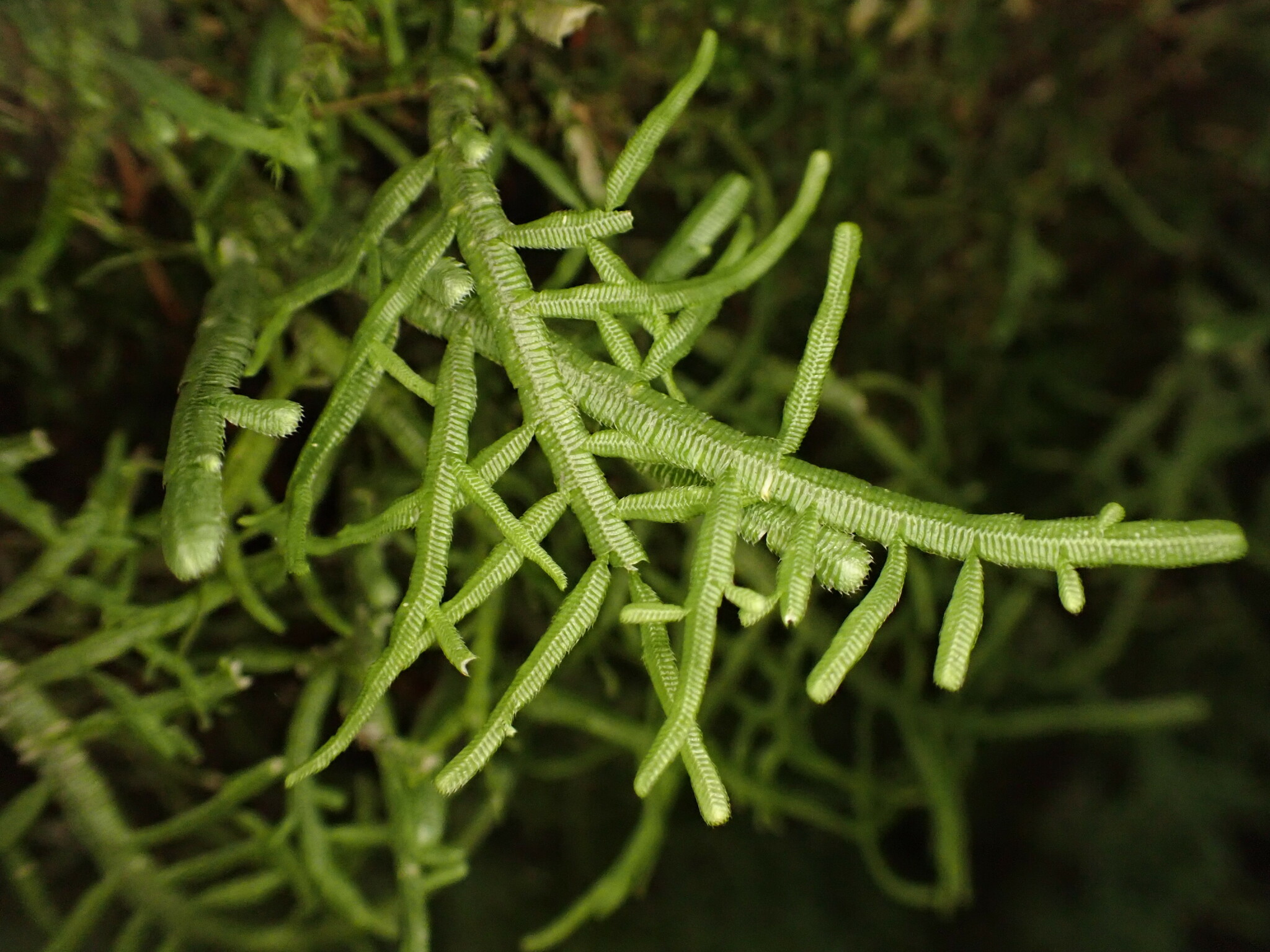 Sorapilla