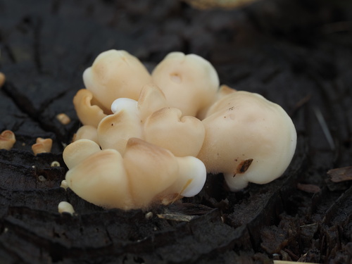 Pleurotus