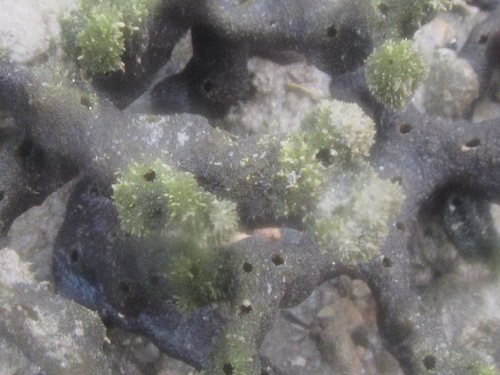 Ceratodictyon