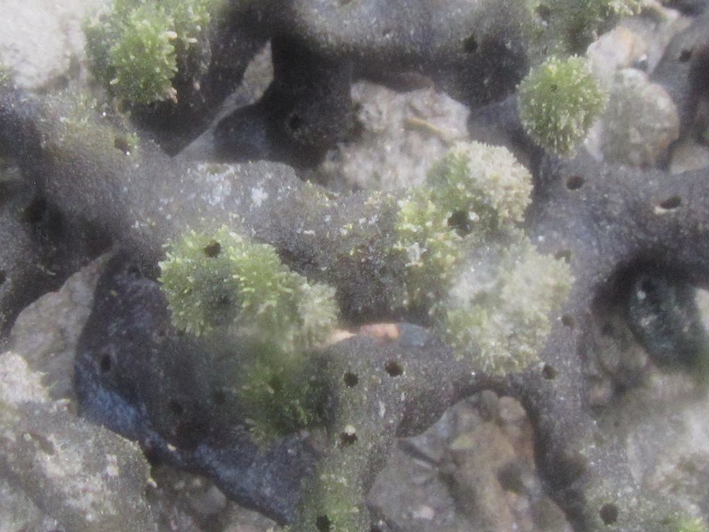Ceratodictyon